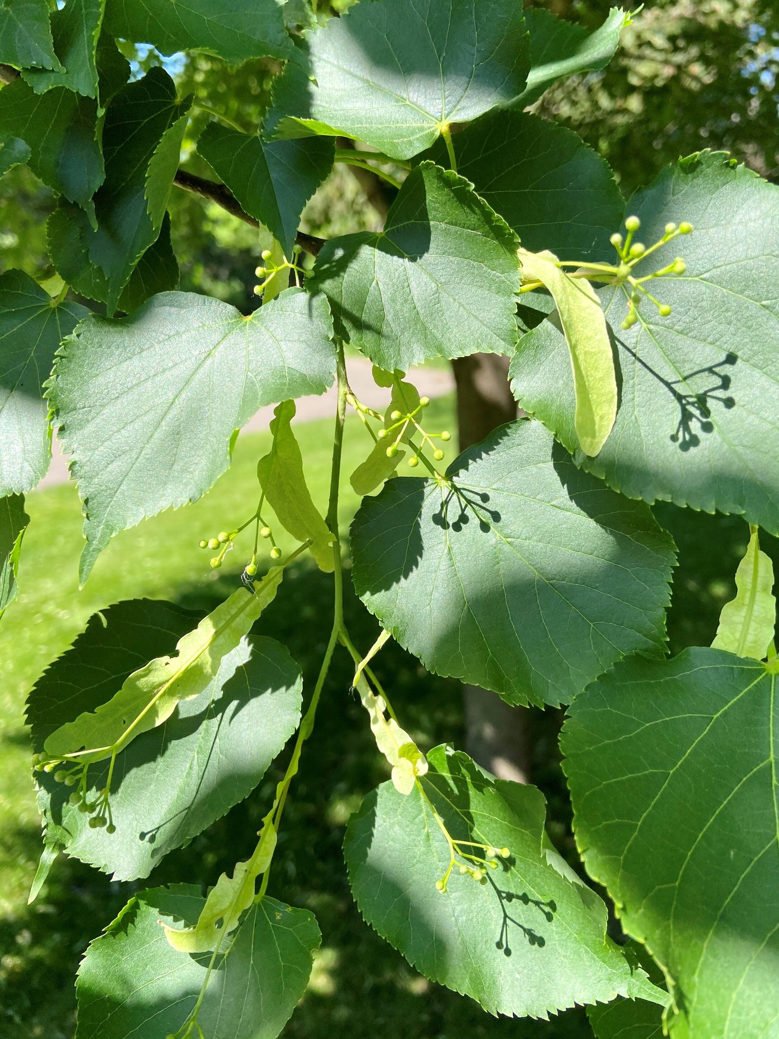 Littleleaf buds emerge in the first two weeks of June.