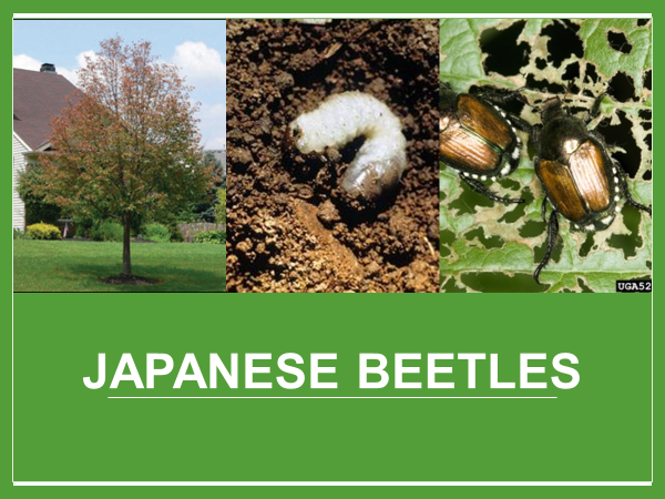 The Japanese beetle adult form is shown on the right. It emerges from the ground and flies up into trees, grapevines and rose bushes to feast on leaves.